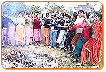 Influence of Lohri